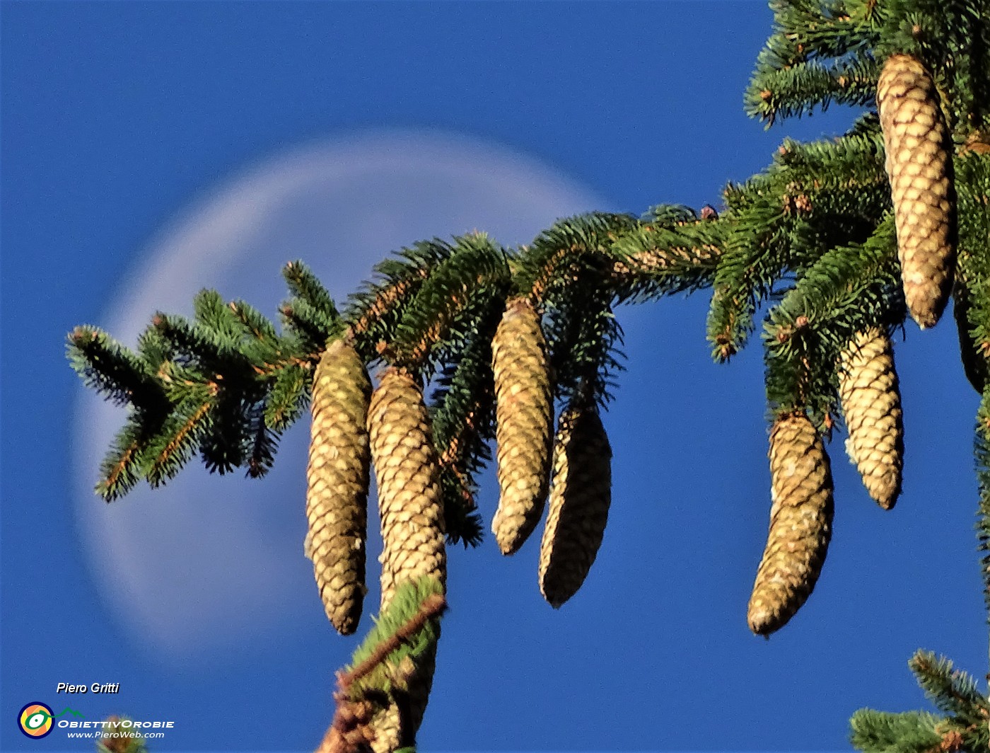 10 La luna da sfondo alle pigne d'abete.JPG